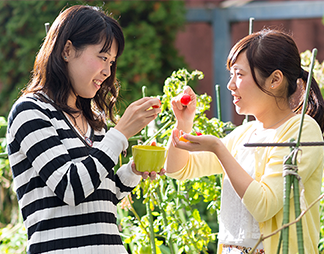 屋上菜園