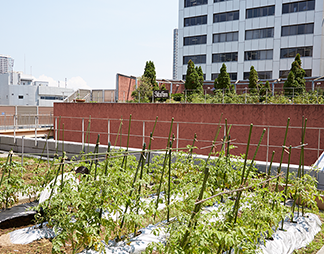 屋上菜園