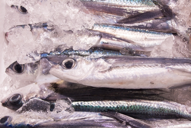 飛魚・トビウオ・フライングフィッシュ～海面を滑空する不思議な魚～