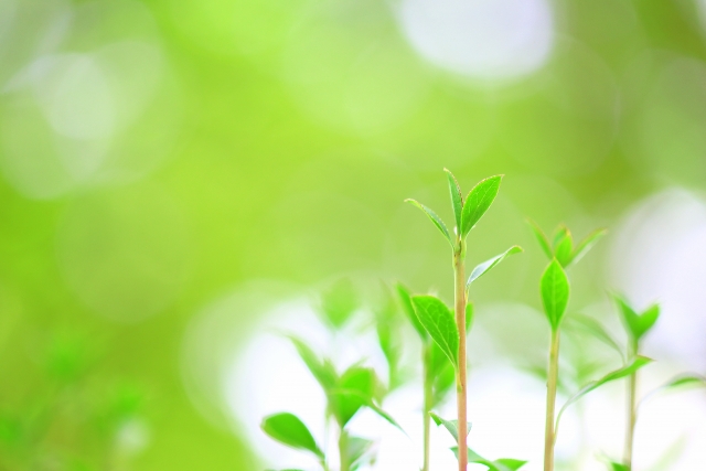 「Shiba Farm（菜園）の恵み」