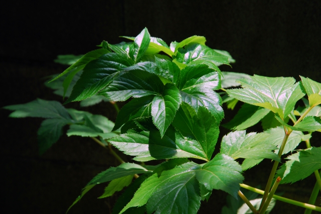 「味覚探検講座」