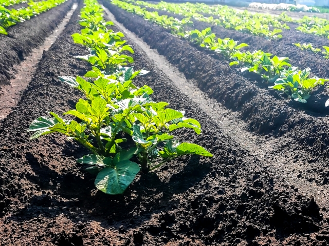 八王子実習農園だより vol.3