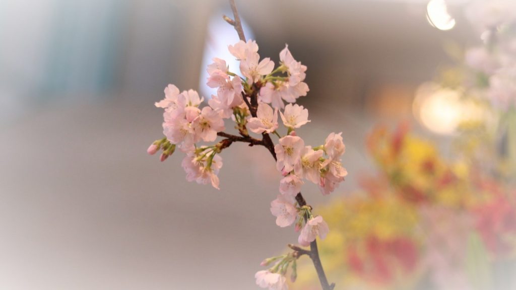 平成31年度　卒業における学長式辞