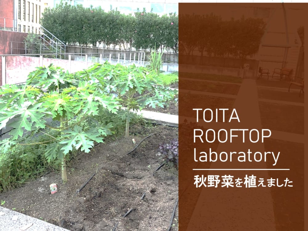 TOITAルーフトップ・ラボ　エコファームに秋野菜を植えました。